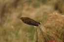 White's Thrush